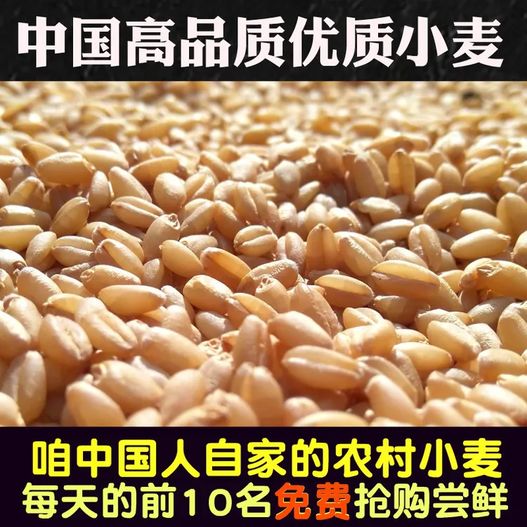 河南小麦发芽猫草饲料喂鸡喂鸽喂鸟小麦酿酒五谷杂粮原料当季新货