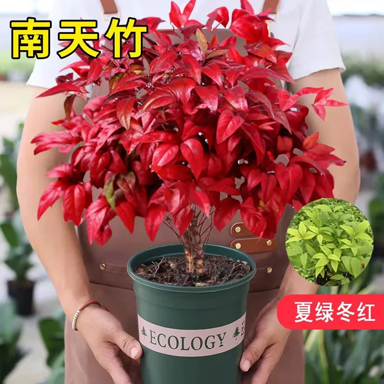 【耐寒零下38度】耐寒又好看的火焰南天竹年宵花国风花卉室内盆栽