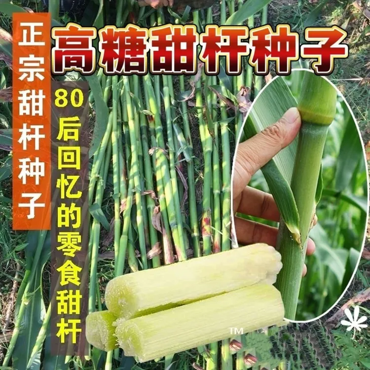 约200粒/包）正宗冰糖甜杆种子北方甘蔗超甜正品老品种高糖甜杆