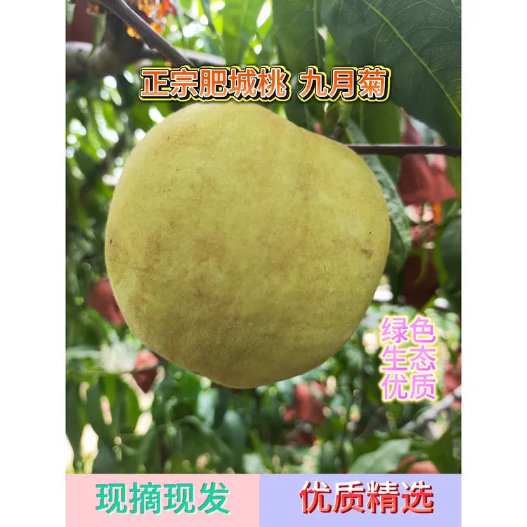 农大研究生的正宗肥城桃（九月菊）新鲜现摘 优质精选 顺丰包邮