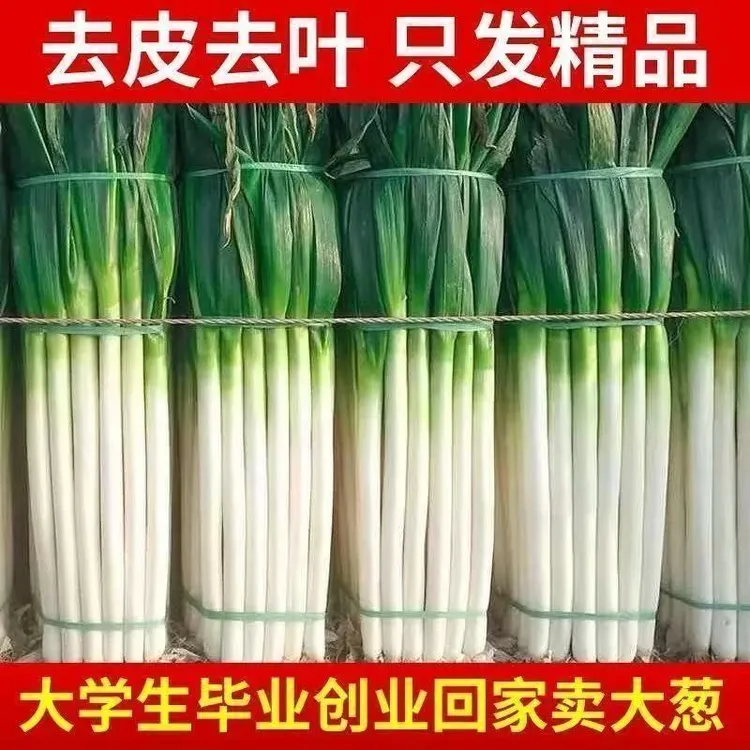 【去叶去皮】新鲜山东大葱超低价蔬菜铁杆葱白粗长批发价农家发货