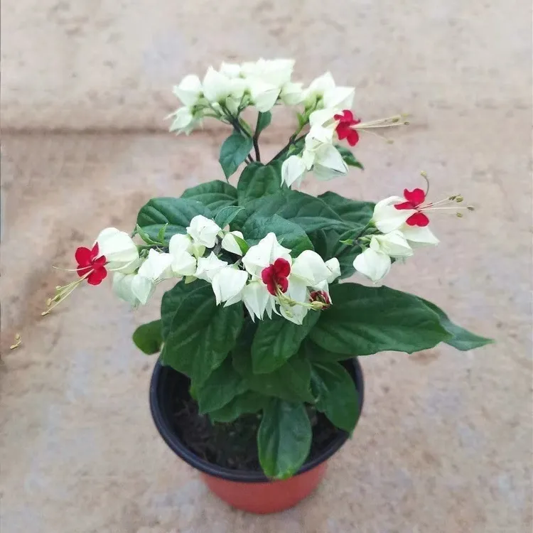 九龙吐珠庭院白龙吐珠红龙易珠灯笼花盆栽阳台花活开花好养吐四季