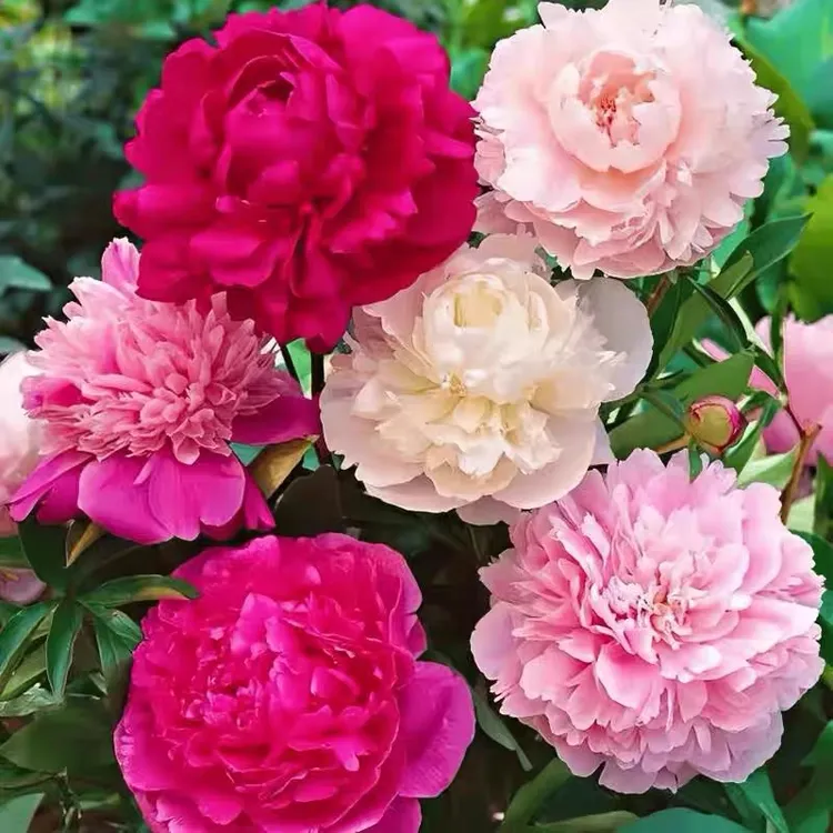 混色芍药花种子浓香耐寒易活多年生四季开花阳台庭院观花盆栽