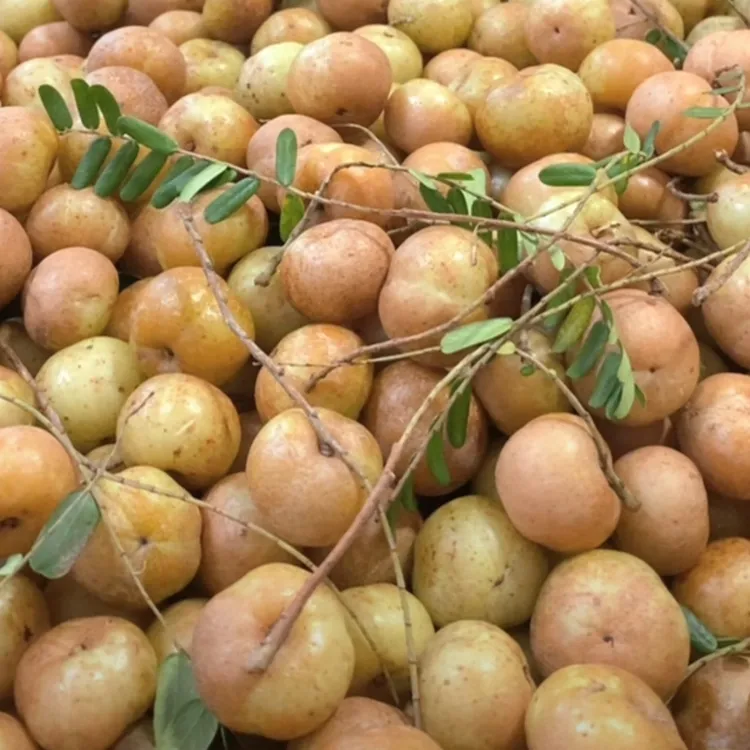 老树枞本地金灶高山赤皮崩坎种柿饼油甘生吃榨汁酥脆清甘油甘1斤