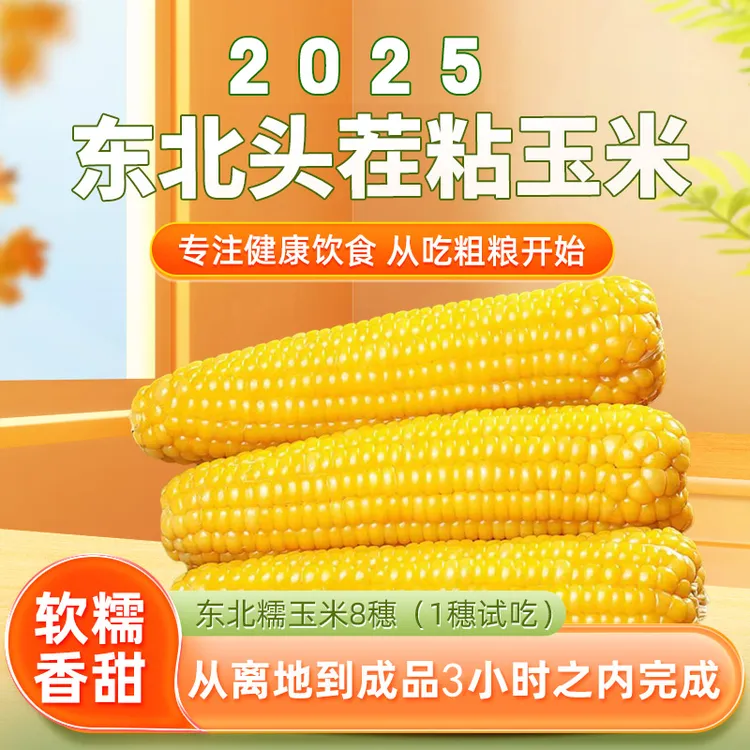 东北黄糯粘玉米软糯香甜   每根240克-300克  一箱8根（可试吃1根）