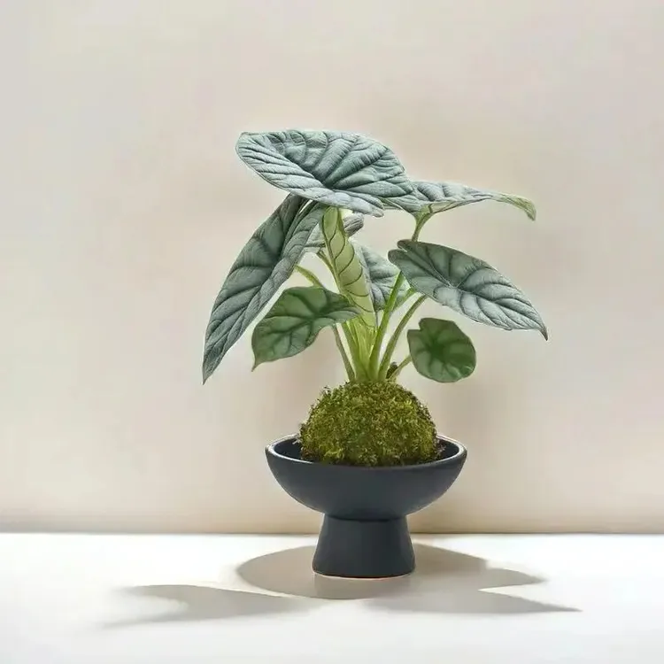 白犀牛海芋苔藓室内办公室北欧ins凤植物净化空气