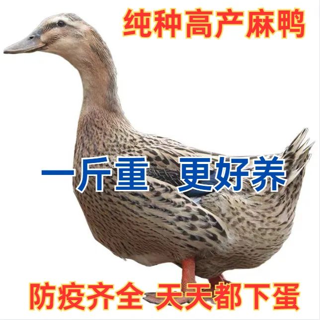 一斤宠物鸭大种麻鸭青头鸭【成年7-8斤】
