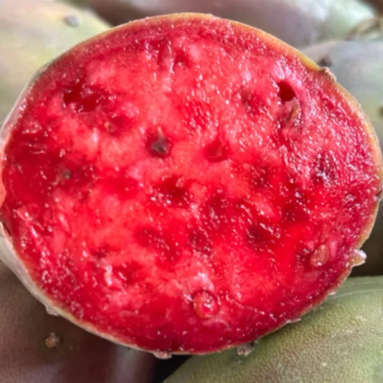 仙人掌种植片云钻红果