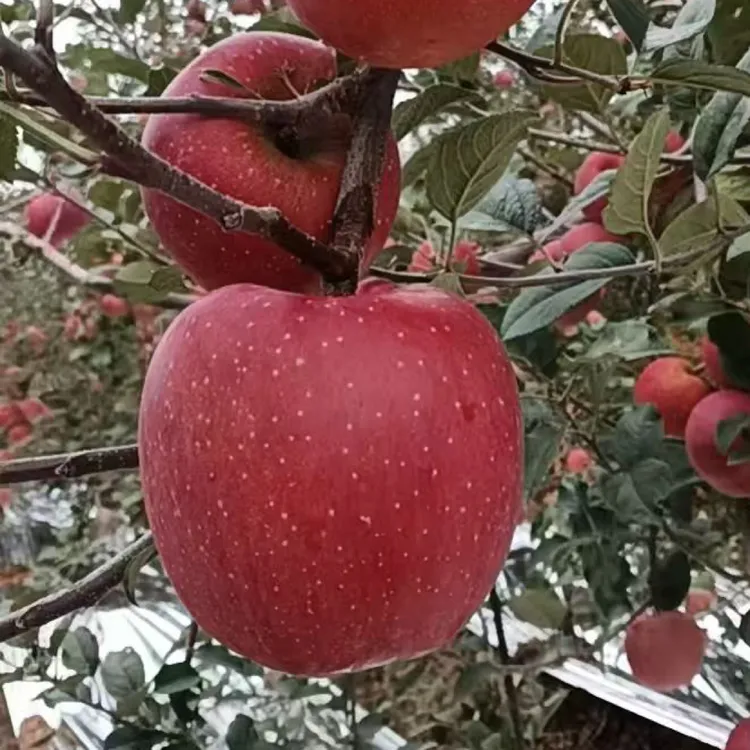 云南昭通冰糖心红富士苹果脆甜多汁现摘现发