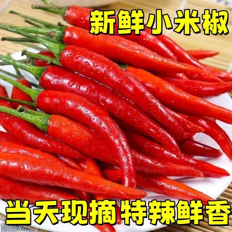 云南小米椒露天种植新鲜小米辣椒现摘现发小米椒鲜辣椒辛辣小米椒