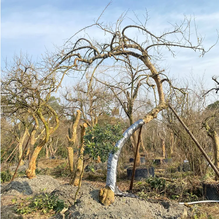 精品景观石榴直播间一物一拍链接石榴树