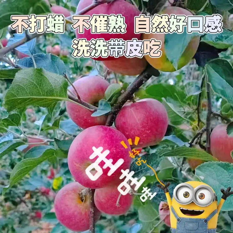 昭通冰糖心丑苹果脆甜多汁产地直发