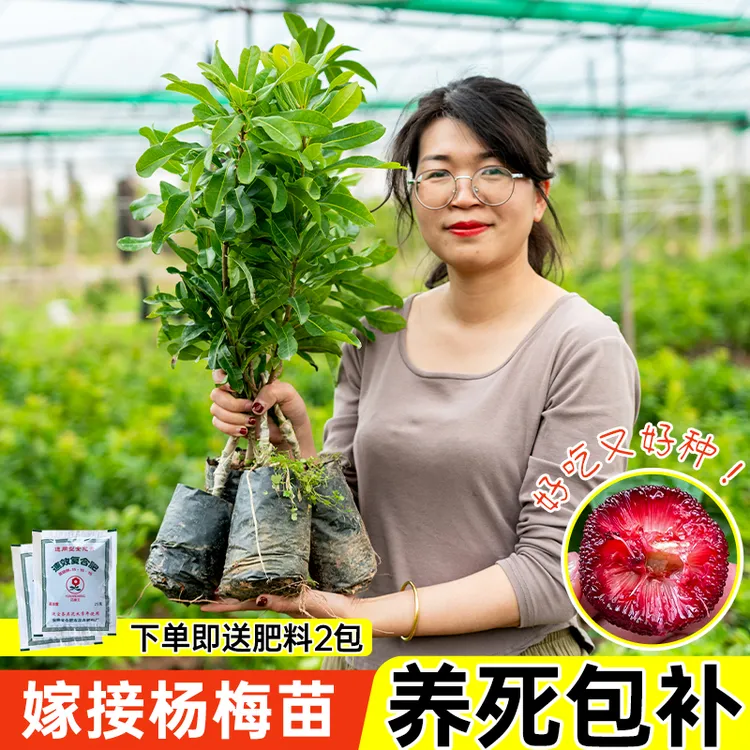 杨梅苗嫁接苗东魁杨梅苗正宗黑炭树苗特大早熟南北方种植当年结果