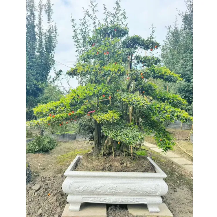 金弹子庭院造型老桩精品(实拍为准，一物一拍，拍下改价)