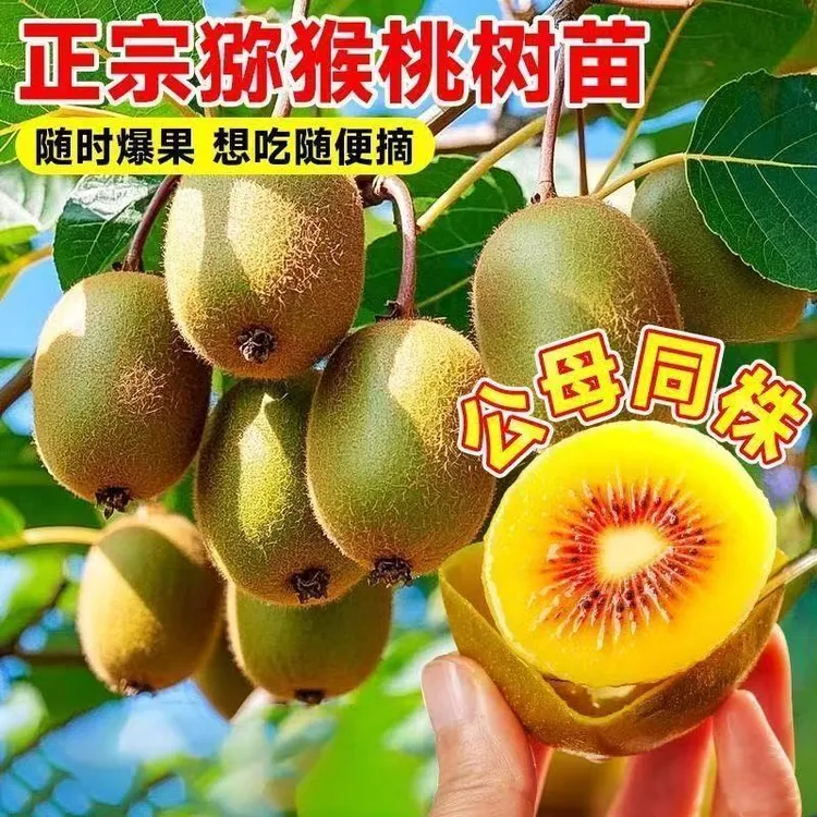 猕猴桃树苗红肉黄心公母同株当年结果盆栽庭院阳台爬藤南北方种植