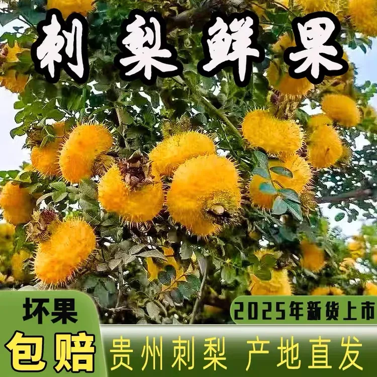 贵州刺梨鲜果当季新鲜水果现摘现发可泡酒泡水可榨汁