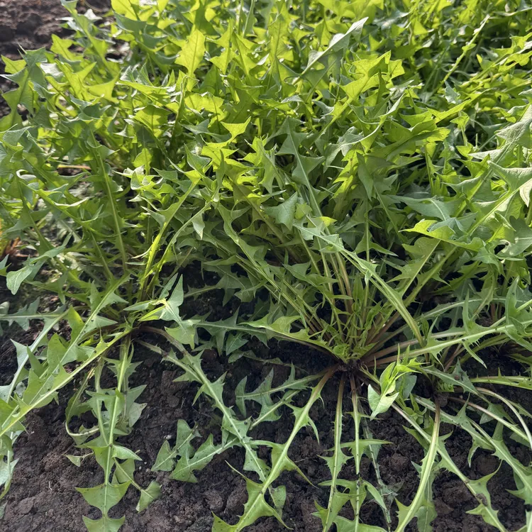 东北【大棚婆婆丁】 蒲公英野菜 焯水蘸酱凉拌做馅 当天现挖现发