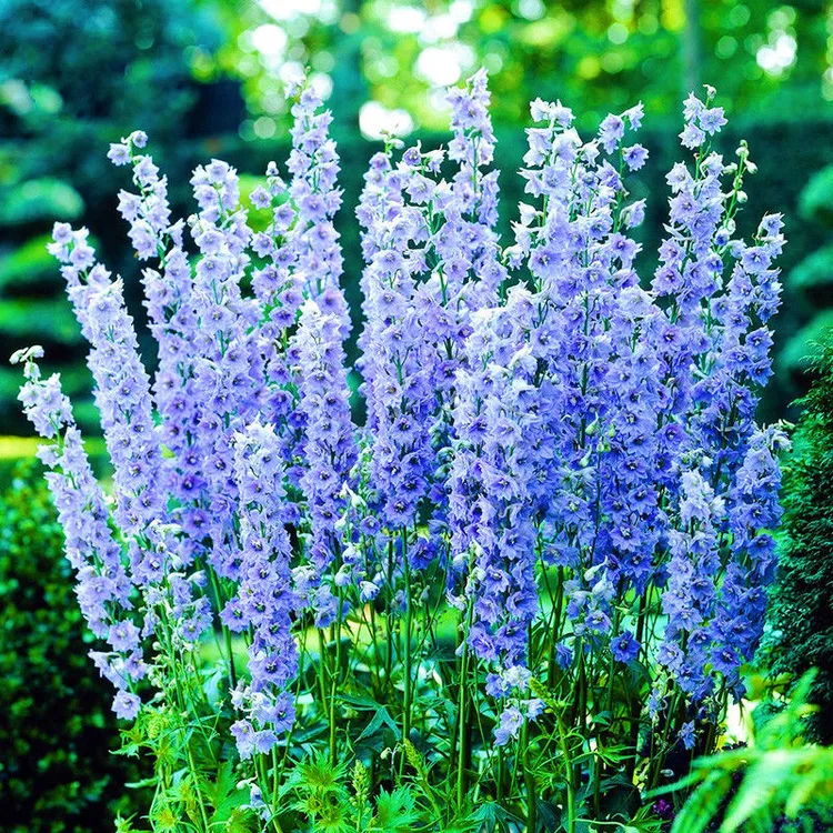 春季大花飞燕草四季播种花种子耐寒庭院花园地栽室外植物花卉花草