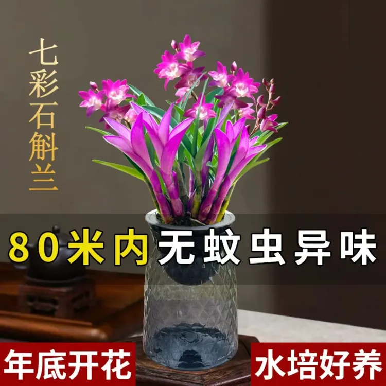 紫叶石斛兰年底带花苞石斛室内外花卉绿植