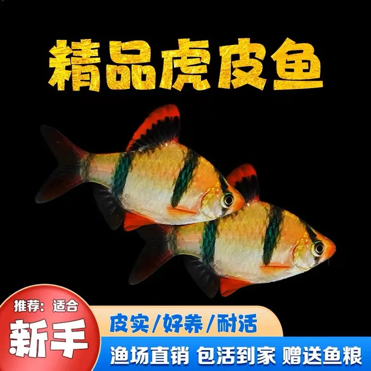 新手好养虎皮鱼荧光虎皮绿虎皮热带鱼观赏鱼小型活体鱼宠物鱼耐活