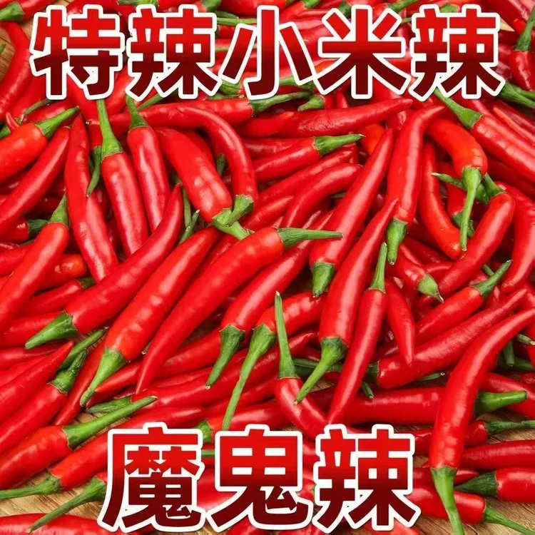 新鲜小米辣椒 爆辣辣椒 爆香 辣椒