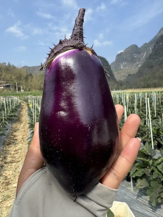【紫罐茄子】贵州农家现摘紫皮圆茄子新鲜软糯时令蔬菜