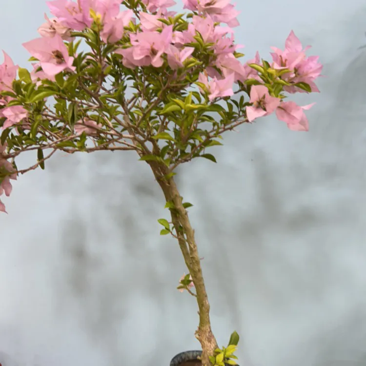 四季开花三角梅花