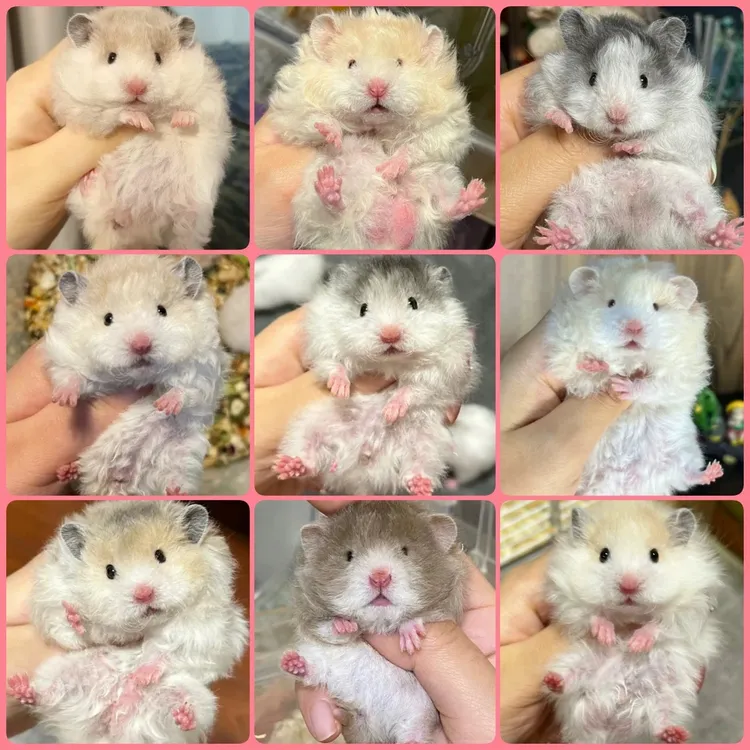 【家养7天死亡赔付】一对一挑选波利金丝熊卷毛波利直毛波利金丝熊