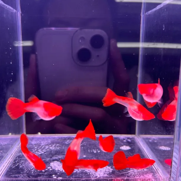 红头玻璃体2对（进缸不包损）