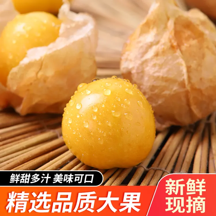 【精品大果】云南姑娘果菇娘果洋菇娘灯笼果香甜菇娘应季水果黄金莓