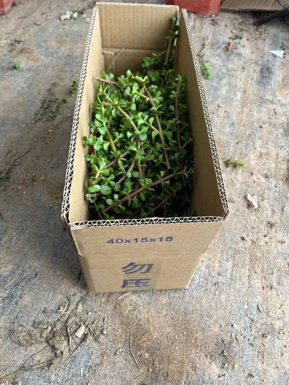 金枝玉叶扦插苗 扦插完后可做随意的造型从林款