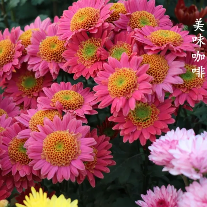   切花菊阳台庭院楼顶耐寒耐热多年生小苗