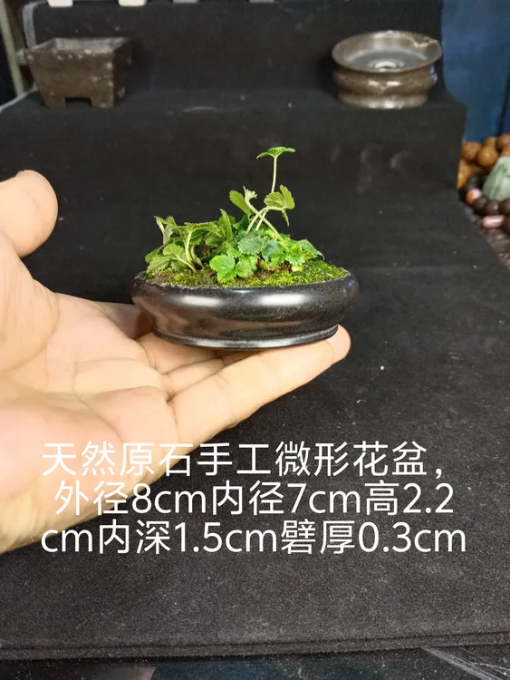 日式风格苔藓菖蒲水培绿植搭配无孔天然原石。花盆客厅摆件