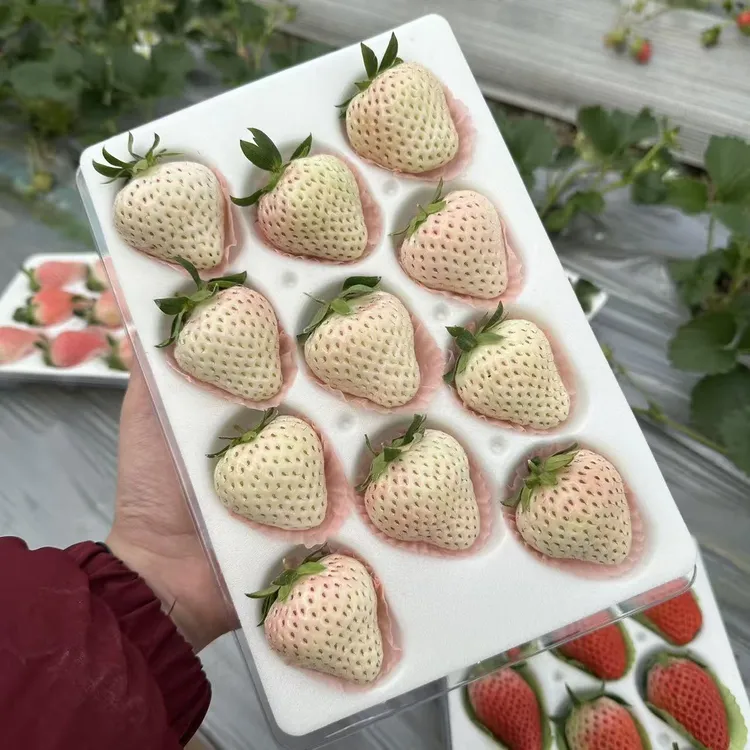 【顺丰空运部分次日达】坏果包赔！梦之莹天使奶油白草莓高原种植