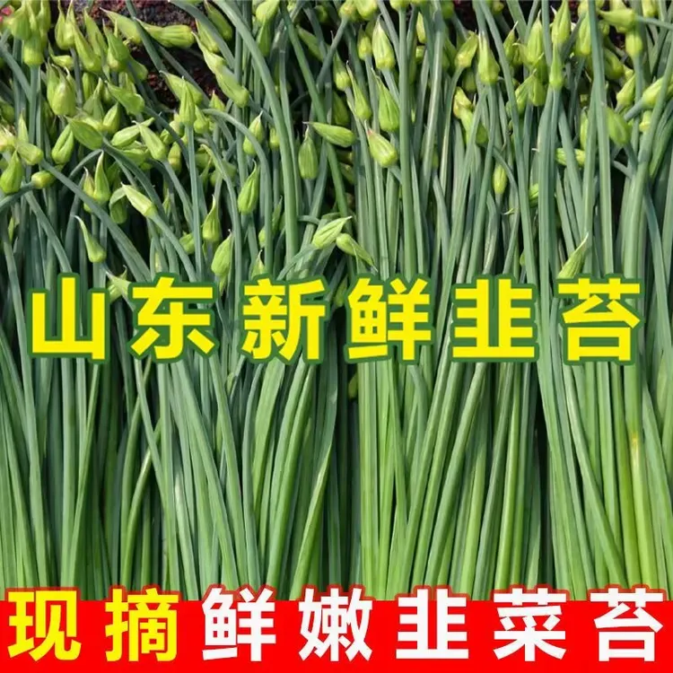 新鲜当季露天种植韭菜苔新鲜韭菜苔现摘现发包邮