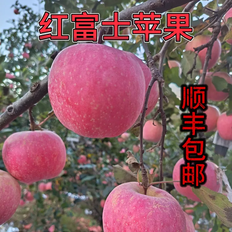 山东红富士苹果脆甜多汁果味浓郁应季水果自家果园新鲜现摘现发