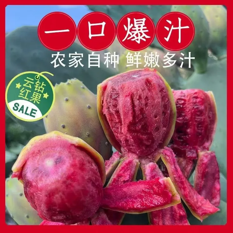 618特惠【新品引进】稀有云钻大红果进口改良丰产品种植苗