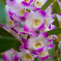 兰花【香水紫罗兰带花苞】鲜花大花绿植园艺花卉盆栽浓香精品好养