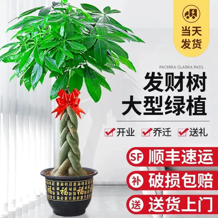 大型绿植辫子发财树客厅大盆栽办公室内落地植物乔迁开业送礼盆景