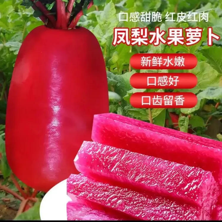 【凤梨水果萝卜种子】红皮红肉萝卜种籽四季甜脆农家家庭蔬菜种子