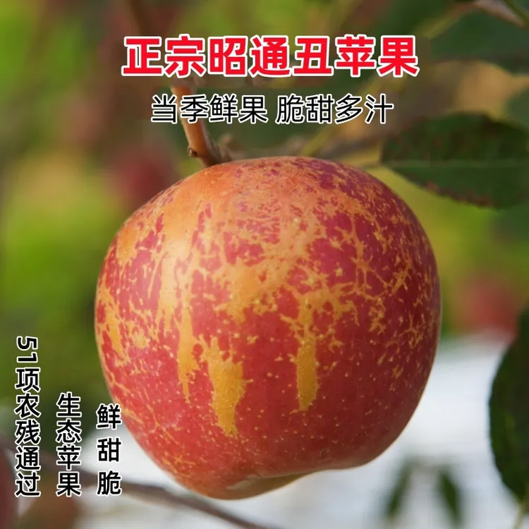 【森捞】云南昭通冰糖心丑苹果高原红富士脆甜新鲜现摘当季整箱包邮