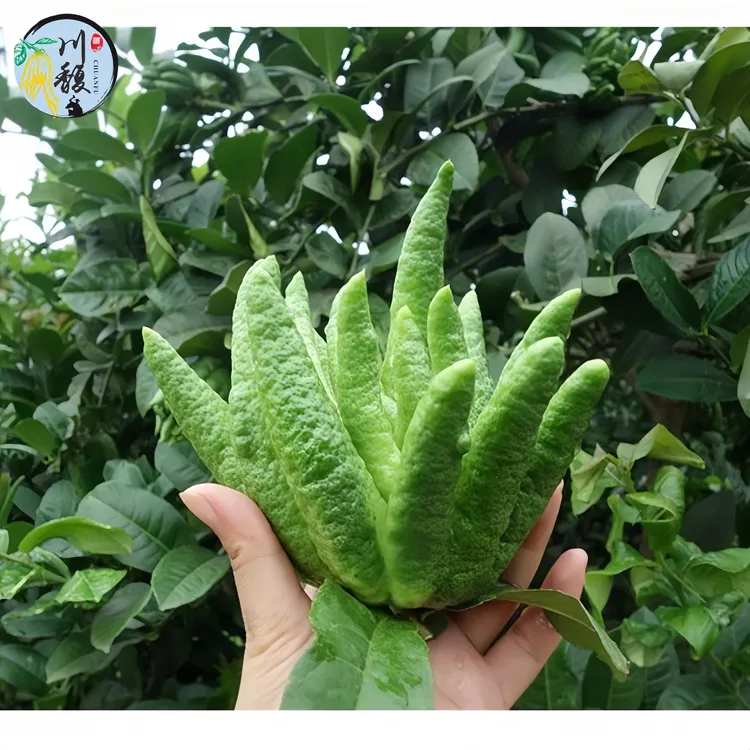 川馥四川原产佛手柑佛手果新鲜采摘现摘现发精品果实闻香清供观赏