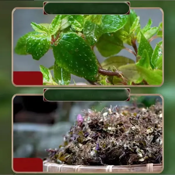 岭南深山野生风柜斗草4年老苗干品100g