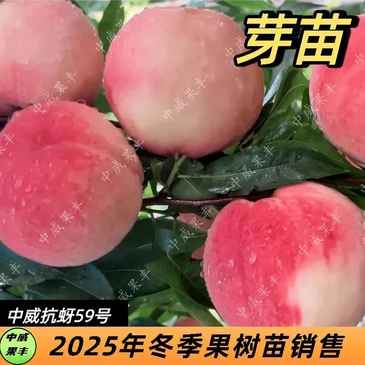 中威抗芽59号毛桃芽苗（超甜毛桃不见毛）6月中旬成熟 抗蚜虫