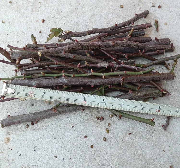 日本无刺蔷薇扦插育苗杆子