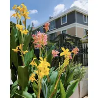 [进口美人蕉/1加仑大盆] 带花苞多年生水生土培植物庭院室外耐热