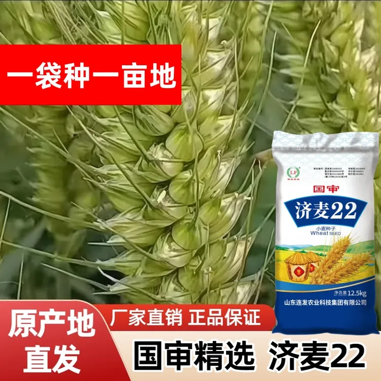 连发农业25斤一亩地国审推荐厂家直销高产大穗麦种抗冻抗旱抗倒