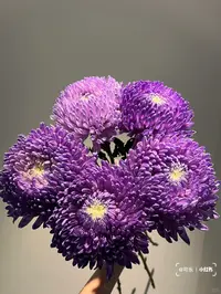 暗香紫牡丹菊---请接受会有轻微色差（实物直播间展示为准）