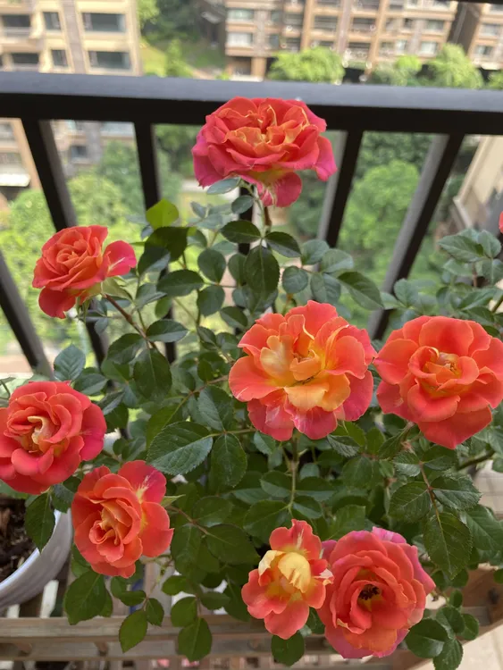 【二乔双鱼座】月季花玫瑰花一物一拍花期长耐晒耐高温层次丰富好养