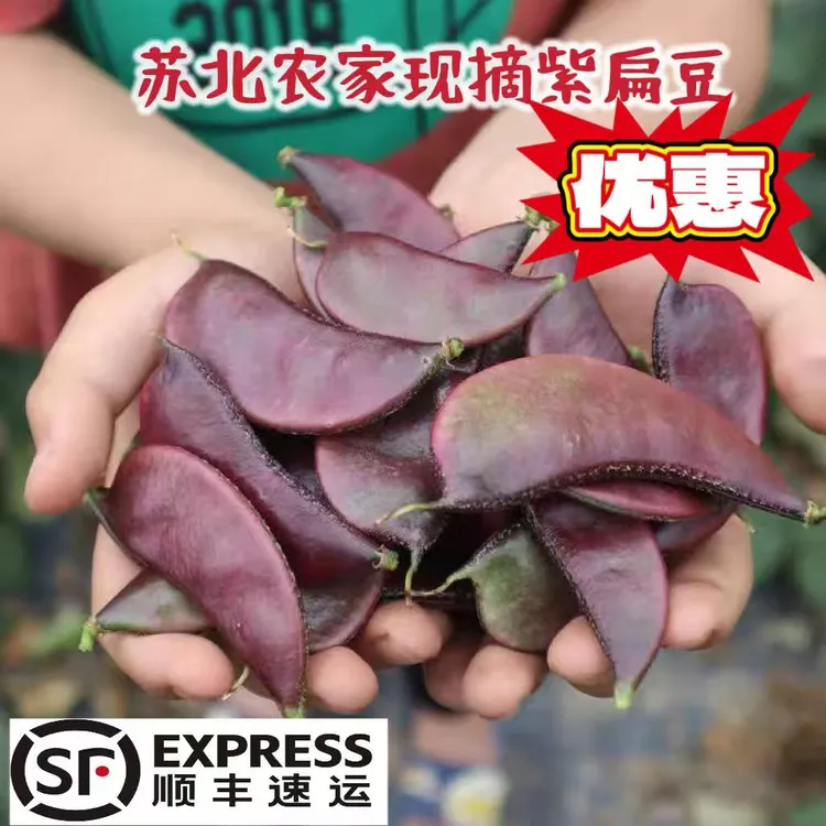 苏北农家露天紫扁豆新鲜蔬菜南汇紫扁豆红扁豆扁豆角荚芸眉豆现摘